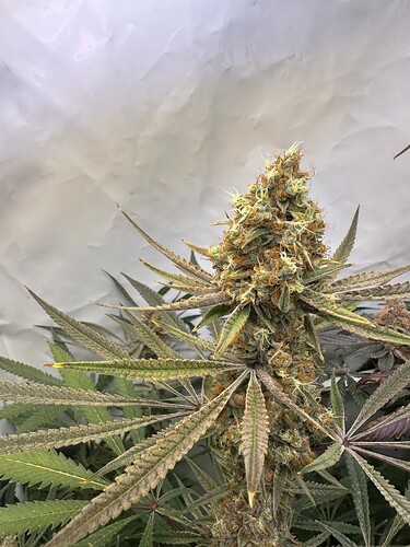 Growreport Bild 6
