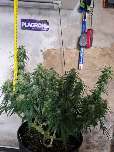 Growreport Bild 6