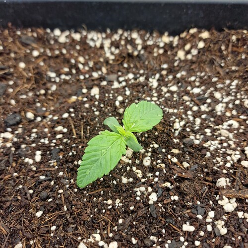 Growreport Bild 2