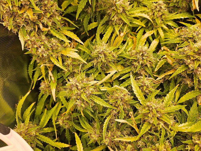 Growreport Bild 4