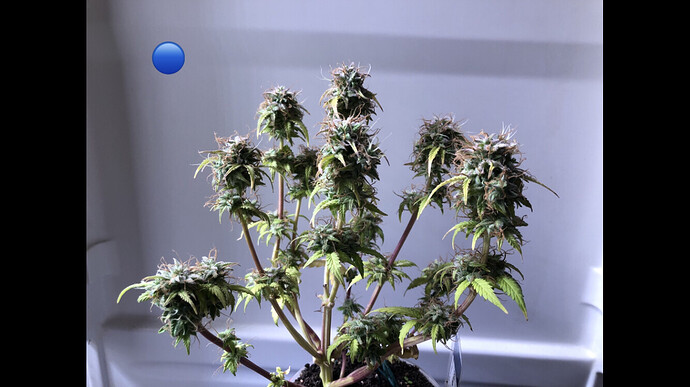 Growreport Bild 1