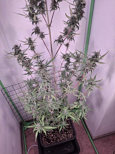 Growreport Bild 233