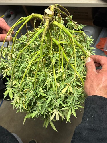 Growreport Bild 49