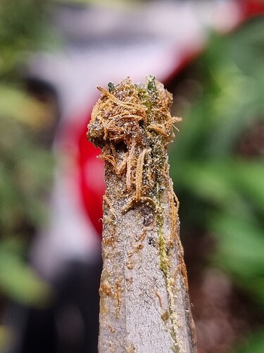 Growreport Bild 1