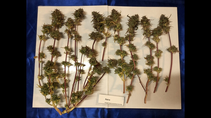 Growreport Bild 31