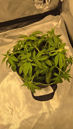 Growreport Bild 4