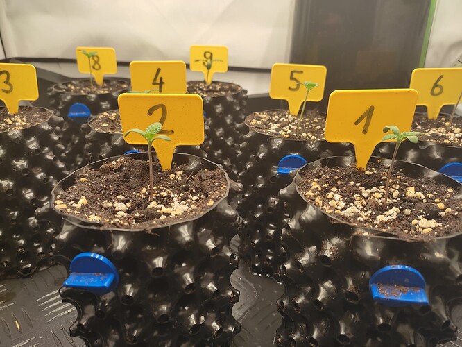 Growreport Bild 5
