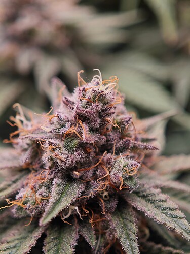 Growreport Bild 25