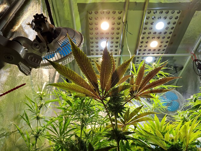 Eine Cannabis-Pflanze mit breiten, dunkelgrünen Blättern und einigen rötlichen Tönen, die von unten nach oben wächst. Im Hintergrund sind Lüfter und LED-Wachstumslichter in einem Zelt zu sehen.