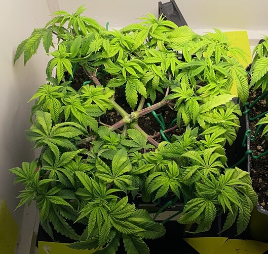 Growreport Bild 18