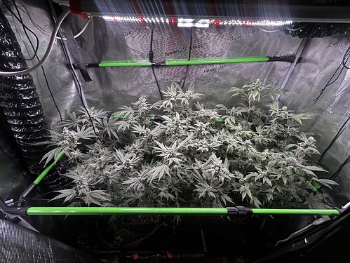 Growreport Bild 51