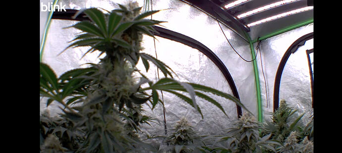 Growreport Bild 116
