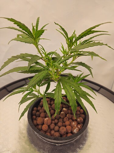 Growreport Bild 3