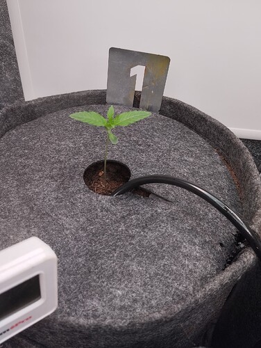Growreport Bild 3