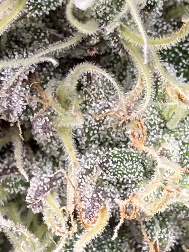 Growreport Bild 9