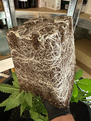 Growreport Bild 45