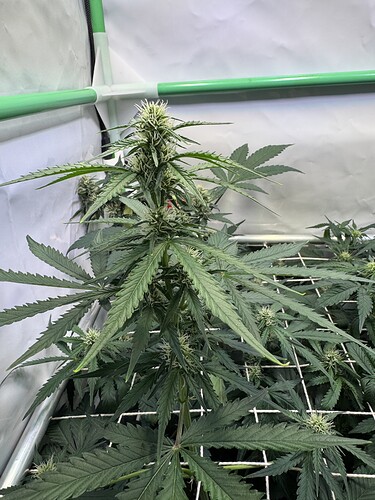 Growreport Bild 15