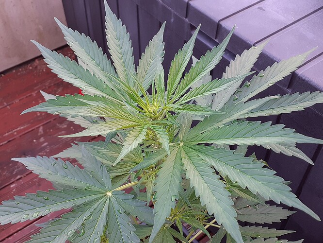 Growreport Bild 41