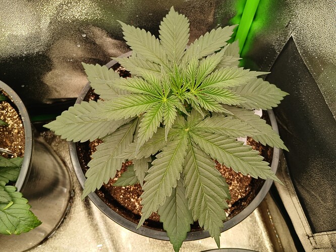 Growreport Bild 12