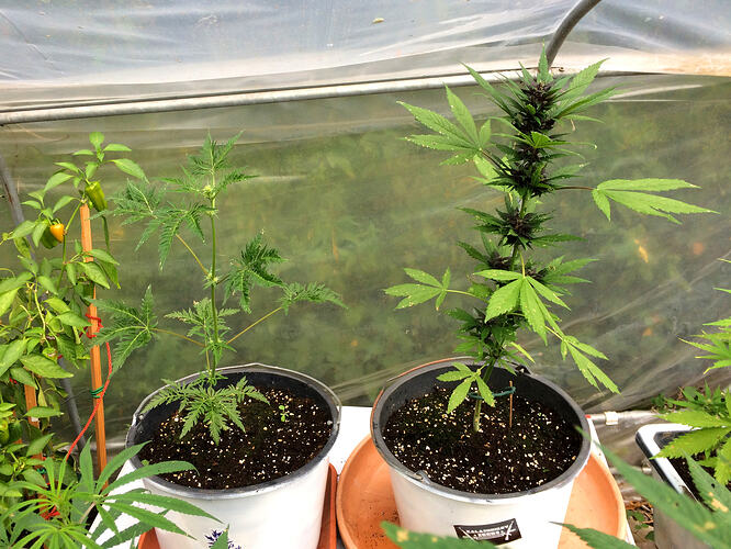 Grow26_0829_10