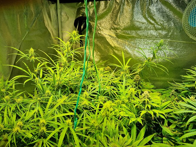 Mehrere Cannabis-Pflanzen in der Blütephase, die in einem Zelt unter künstlichem Licht wachsen. Die Pflanzen sind dicht und zeigen deutliche Anzeichen von Blütenbildung.