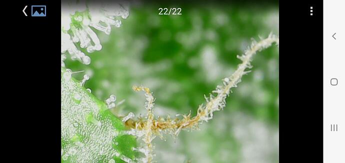 Cana 61Tage  05 BT28