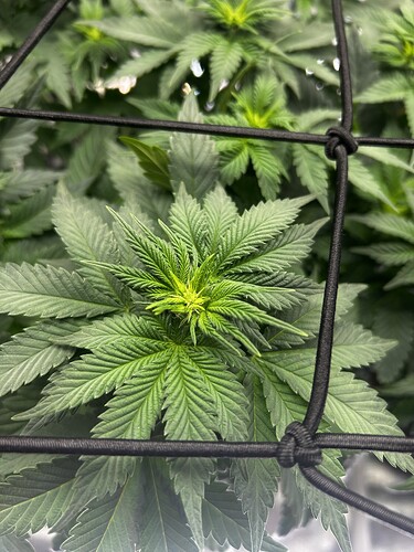 Growreport Bild 8