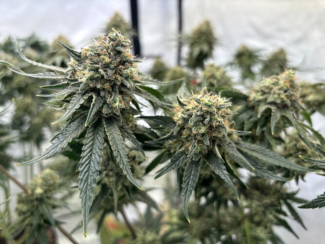 Growreport Bild 48