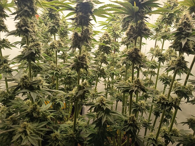Growreport Bild 33