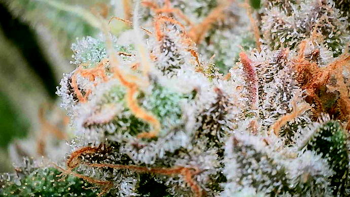 Nahaufnahme eines stark mit Trichomen bedeckten Cannabis-Buds mit orangefarbenen Stigmen.