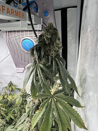 Growreport Bild 13