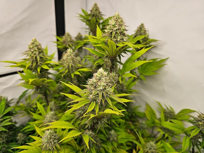 Growreport Bild 2