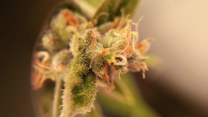 Growreport Bild 9