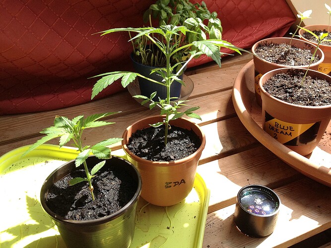 Growreport Bild 34