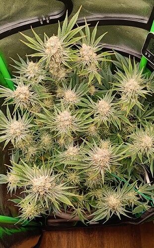 Growreport Bild 1