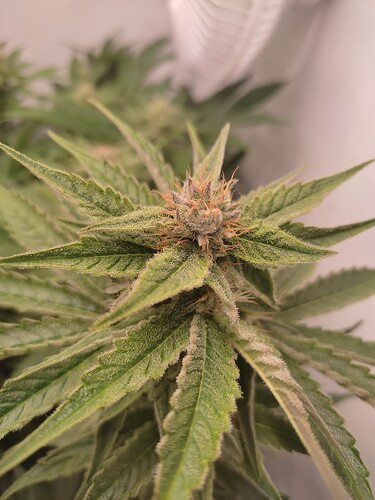 Growreport Bild 14