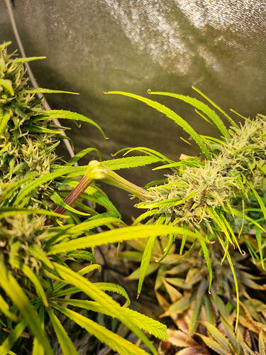 Nahaufnahme von zwei blühenden Cannabispflanzen mit Trichomen und langen, schmalen Blättern.