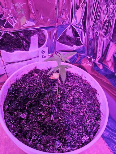 17261578521512538465010401416401