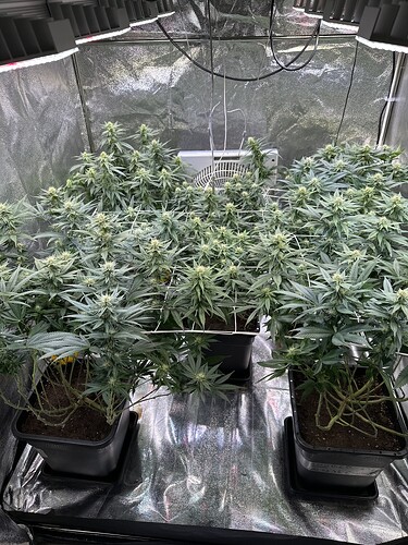 Growreport Bild 47