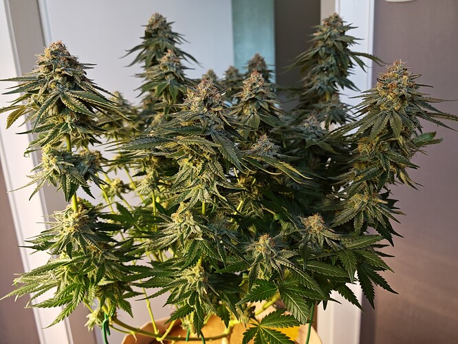 Growreport Bild 7