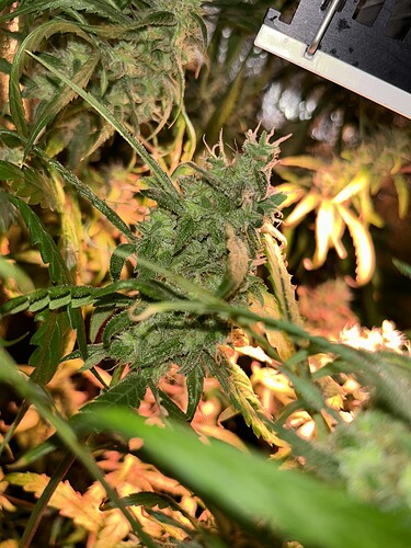 Growreport Bild 8
