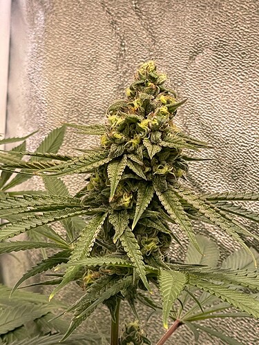 Growreport Bild 59