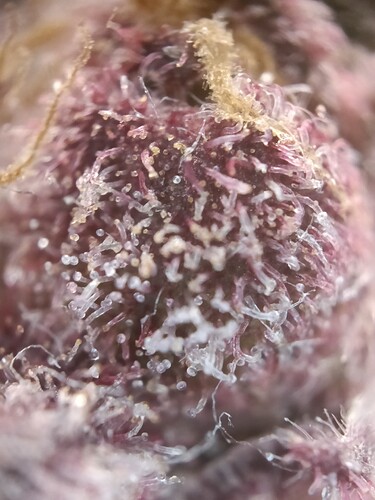 Growreport Bild 5