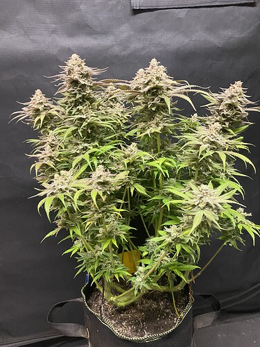Growreport Bild 4