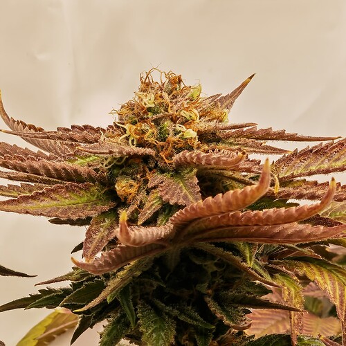 Growreport Bild 56