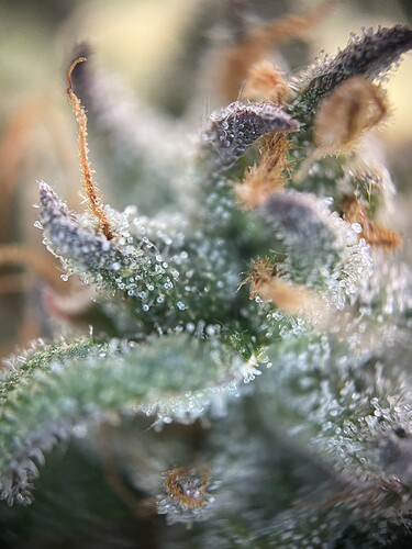 Growreport Bild 36