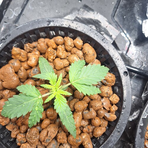 Ein junger Cannabiskeimling mit zwei Blattpaaren in einem schwarzen Netztopf, gefüllt mit Blähton.
