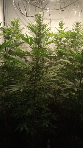 Growreport Bild 36