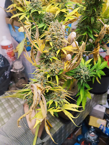Growreport Bild 81