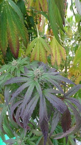 Growreport Bild 8